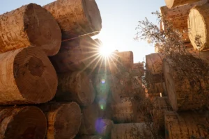 Weißkiefer Rundholz